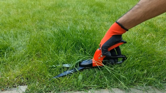 Amazon.com : Kimura® Pro Grass Shears - Premium Lawn Shears with