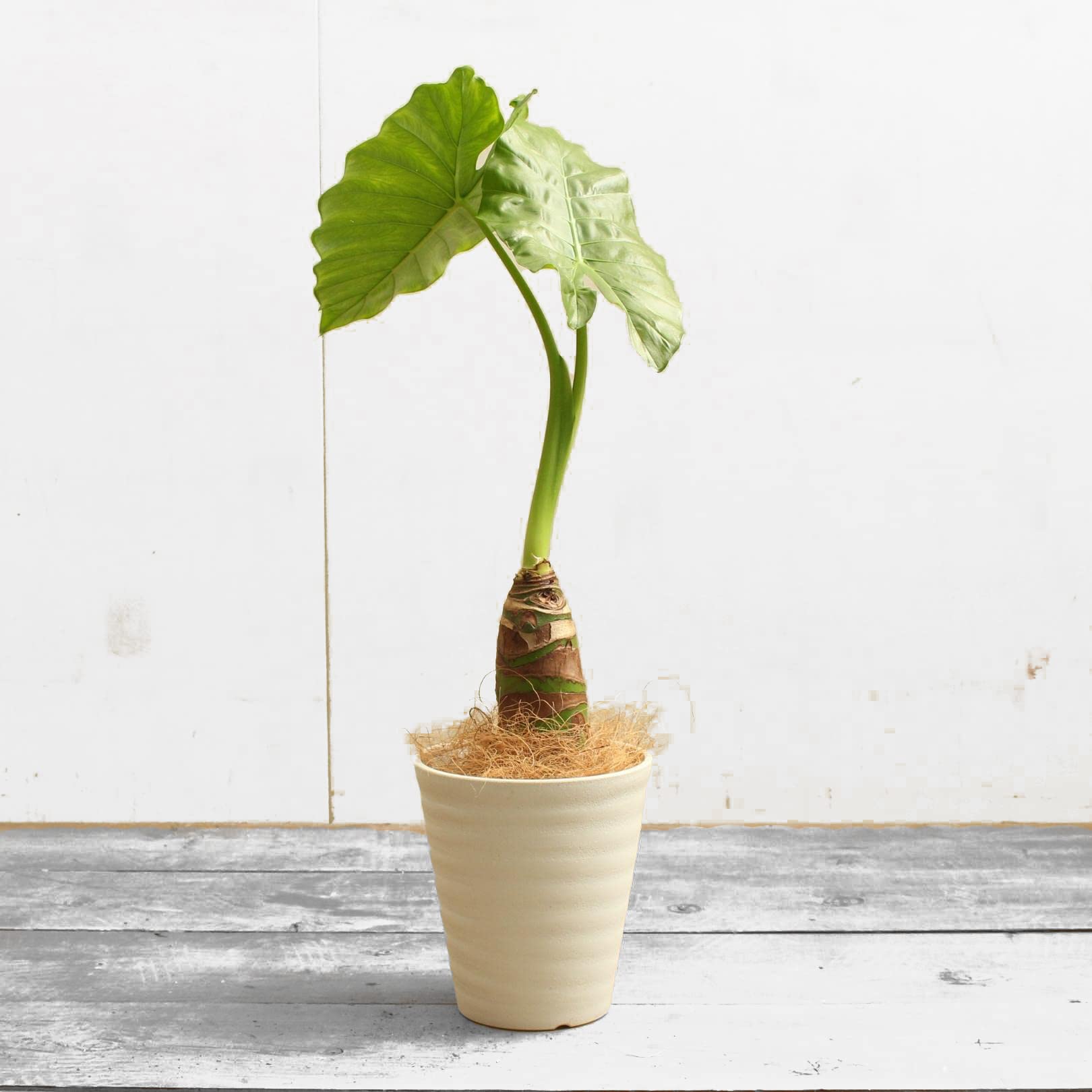 Amazon｜クワズイモ 6号 受け皿付 【観葉植物 本物 アロカシア オドラ 