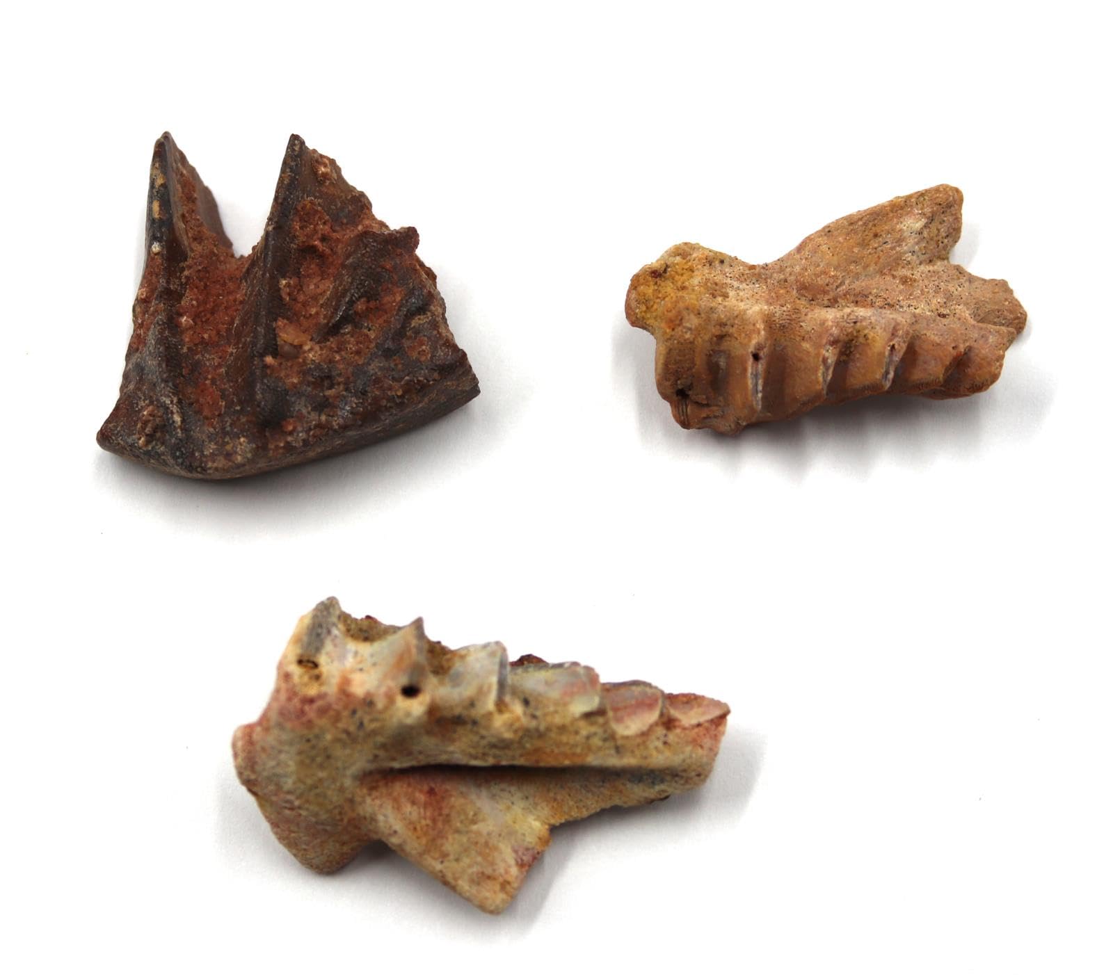 Lungfish Ceratodus Tooth Plate Fossil Lot of 3 LDB 110 MYO #18167