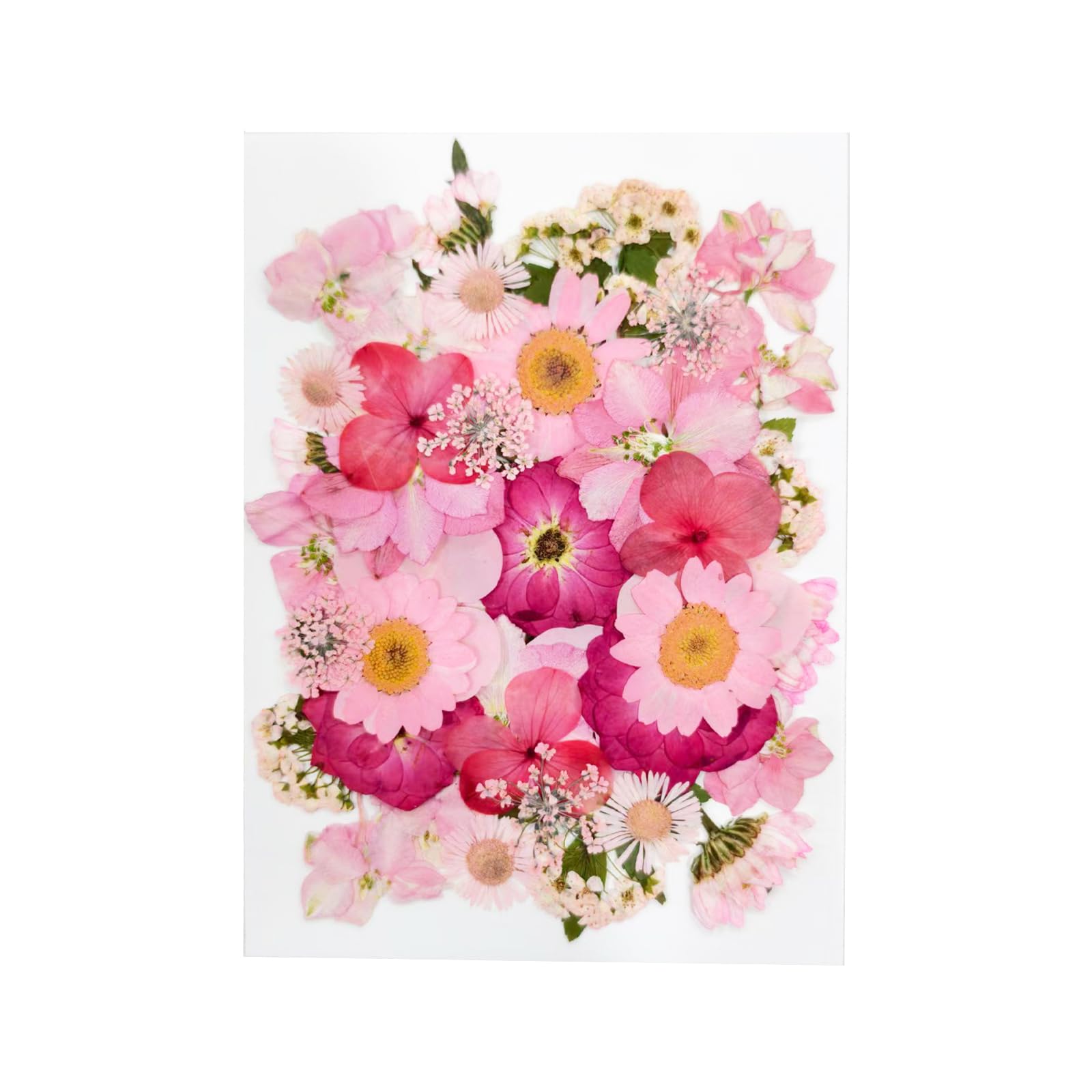 Tastetreasure 37 Pcs Real Natural Dried Pressed Flowers Pink Mix incl. Hydrangea & Daisy for Resin Molds, DIY Crafts, Wedding Cards, Nail Art & Candle Making Mixed Floral Kit Vacuum Sealed — image 1