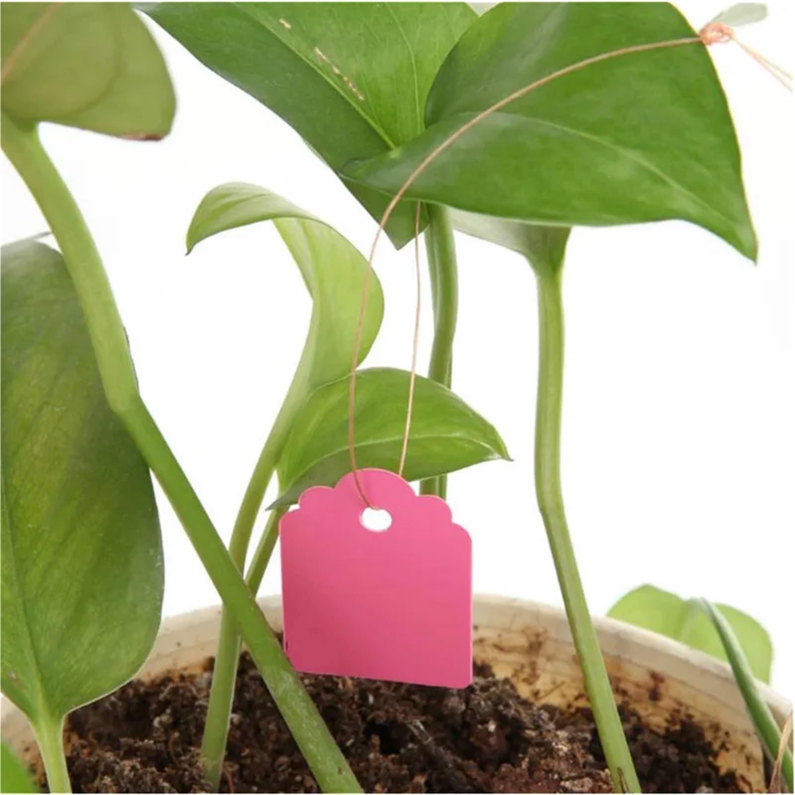 100 Stück Kunststoff-Pflanzenetiketten mit Mini-Gartenetiketten für Pflanzen Blumen