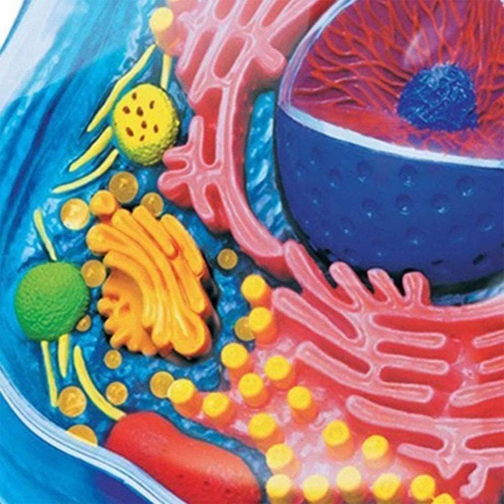 Tierzelle Anatomie Modell mit 24 Teilen für Biologie Studium und Lehre