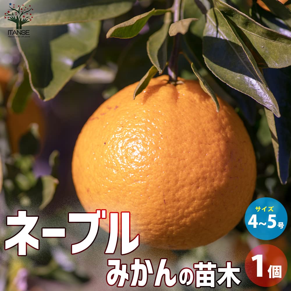 Amazon.co.jp: みかんの苗木 ネーブル 4～5号ポット【品種で