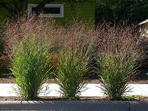 1000 Switchgrass Switch Grass Seeds ‘Cave in Rock’ Panicum virgatum