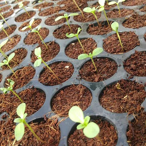SVE Plastic Seedling Nursery Tray with 60 Cavities Pack of 25 Gardening Germination Plastic Tray Nursery Pots Mini Propagator Plant Grow Kit Plug Tray for Seedling Germination-image-20