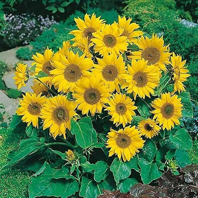 Image of Mini Sunflower Live Plant - Dwarf Flowering Plant for Pots, Balcony & Home Garden (Pack Of 50+ Seed)