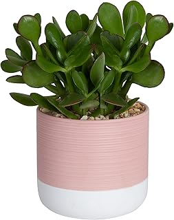 Costa Farms Succulents Fully Rooted Live Indoor Plant 6-Inches Tall, in Ceramic Planter