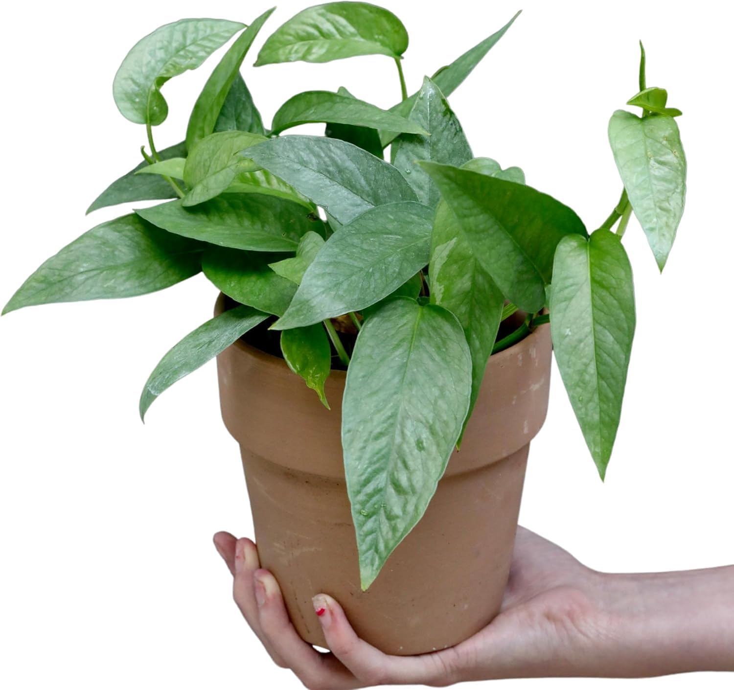 PLANTVERS Cebu Blue Pothos in a 4 Inch Nursery Pot