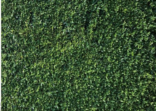 Green Grass Plant Photo Backdrop Springtime Theme For Birthday, Wedding, Newborn Photography From Wangcai09, $10.35