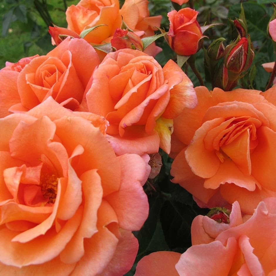 Charming Bright Orange Climbing Rose in A 3 Lt Pot for Gifting, Outdoor Garden, Wall Displays, Pillars, Arches & Trellises