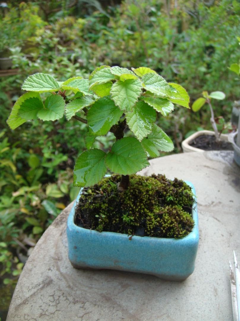 パープル一才藤 苗木 大小苗セット パープル一才藤 苗木 大小苗セット パープル一才藤 苗木 大小苗セット パープル一才藤 苗木 大小苗セット