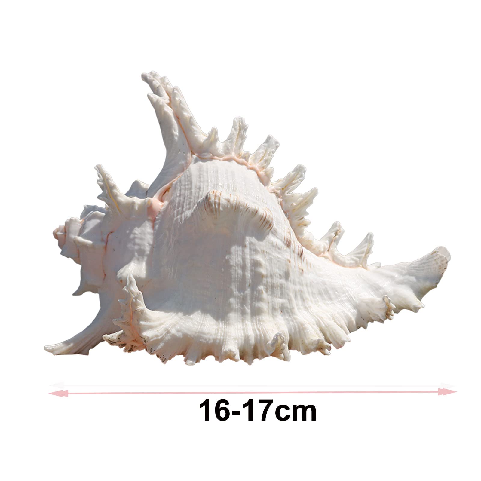 Grandi Conchiglie - Esposizione di sul Tavolo(16to17cm)