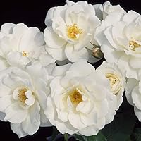 Vista 3 de Heirloom Roses Planta de rosas - Iceberg® White Rose Bush, Shrub Rose Planta viva para plantar al aire libre