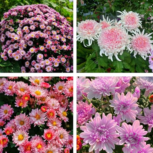 1000 Callistephus Chinensis Flower Seeds, Mixed Color Perennial Aster Flower Seeds for Planting, Attracts Pollinators, Non-GMO Aster Seed for Home Garden Outdoor