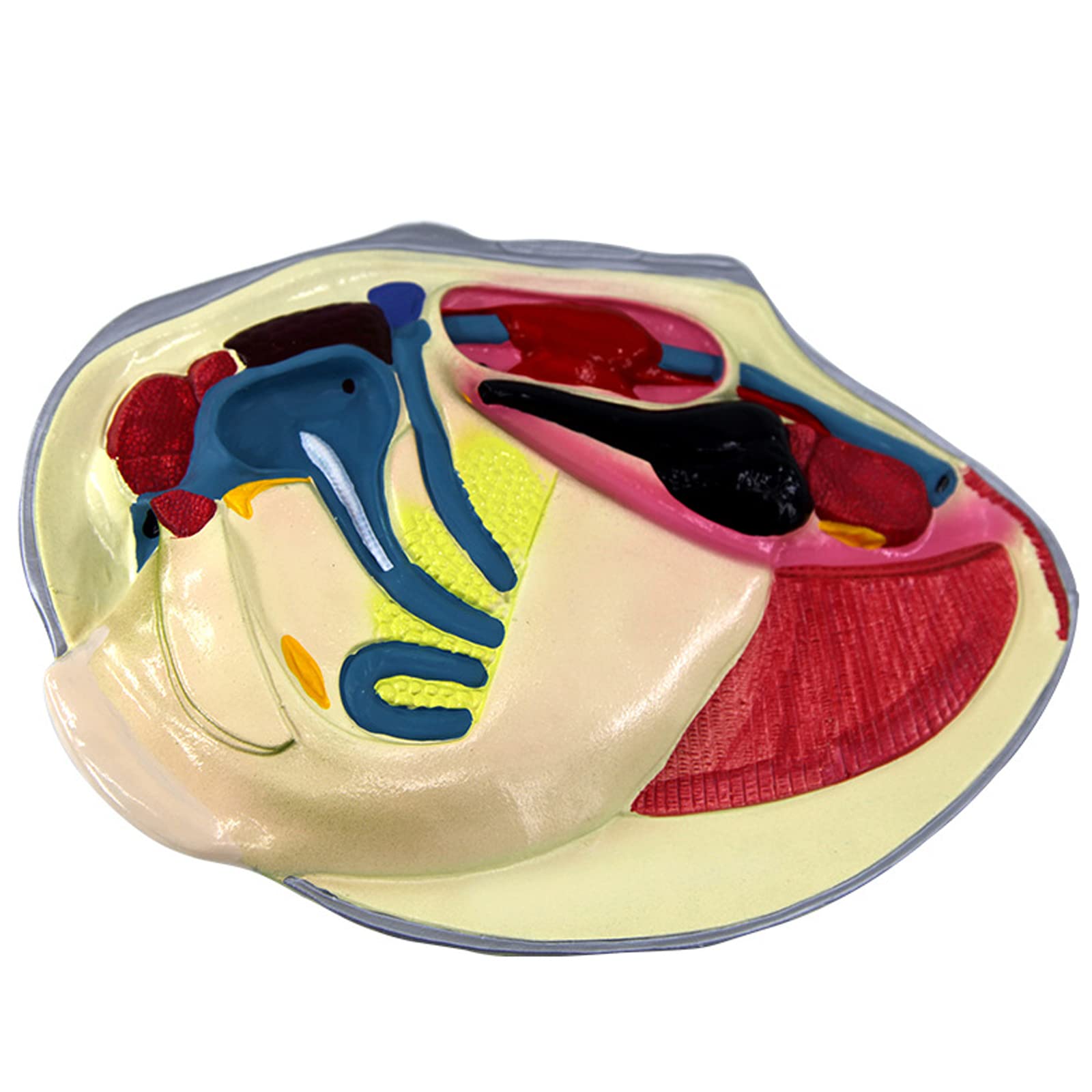 Model małży rzeczny zwierzę model anatomiczny tekstura szczególnie przejrzysta bez smaku łatwy do czyszczenia materiał PCW biologia nauka instrument edukacyjny badania demonstracja specjalna