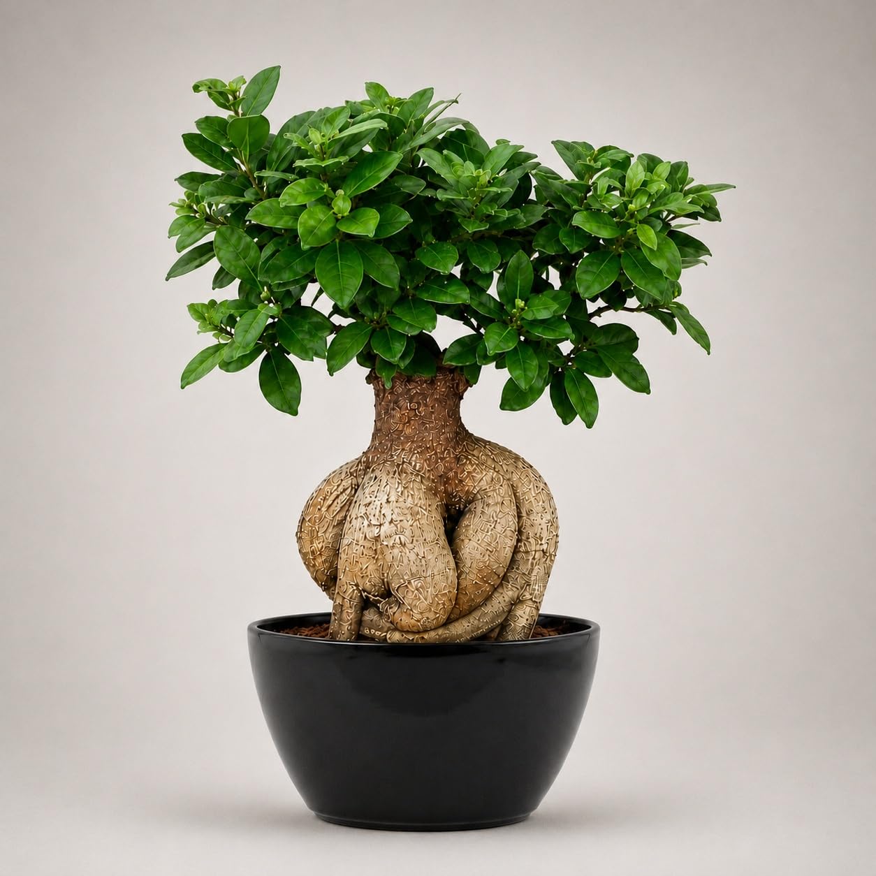 Bonsai Live Plant - 5 Years Old Ficus Microcarpa Bonsai Plants In Black Ceramic Pot | Unique Bonsai Plants for Home Indoor | Ideal for Office, Living Room, Balcony, White Pot-image-2