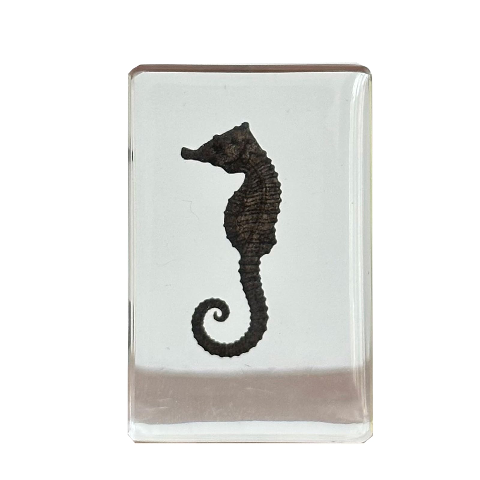 Real Marine Animal Seahorse Specimens Resin Paperweight Crafts Paperweights Science Classroom Specimens for Science Education Ornament Gift,Clear,4cm