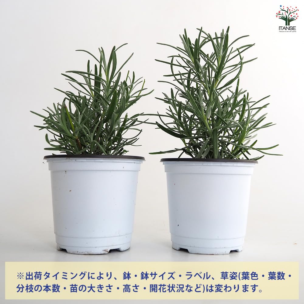 Amazon.co.jp: ITANSE: ラベンダー