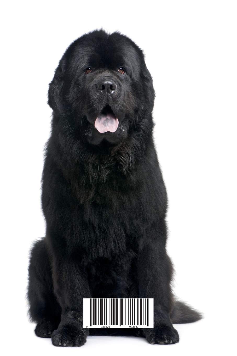 How Much Is A Newfoundland Dog Cost