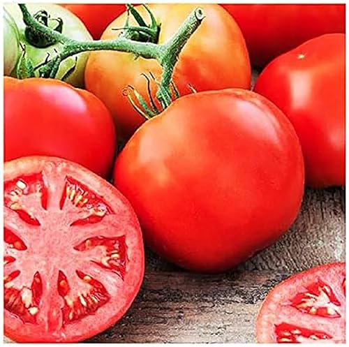 Deliciosas semillas de tomate, tomate grande, uno de los tomates más deliciosos para el cultivo doméstico, más de 200 semillas