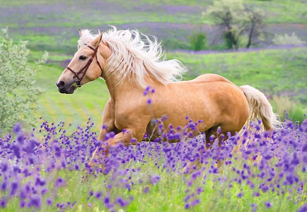 Ravensburger Children's Puzzle 05148 Horse Love Horse Puzzle for Children from 4 Years with 2 x 24 Pieces - Image 3