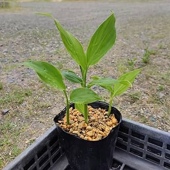 ポリポット植えミョウガ苗 ミョウガ苗販売-岩崎園芸ネットストア