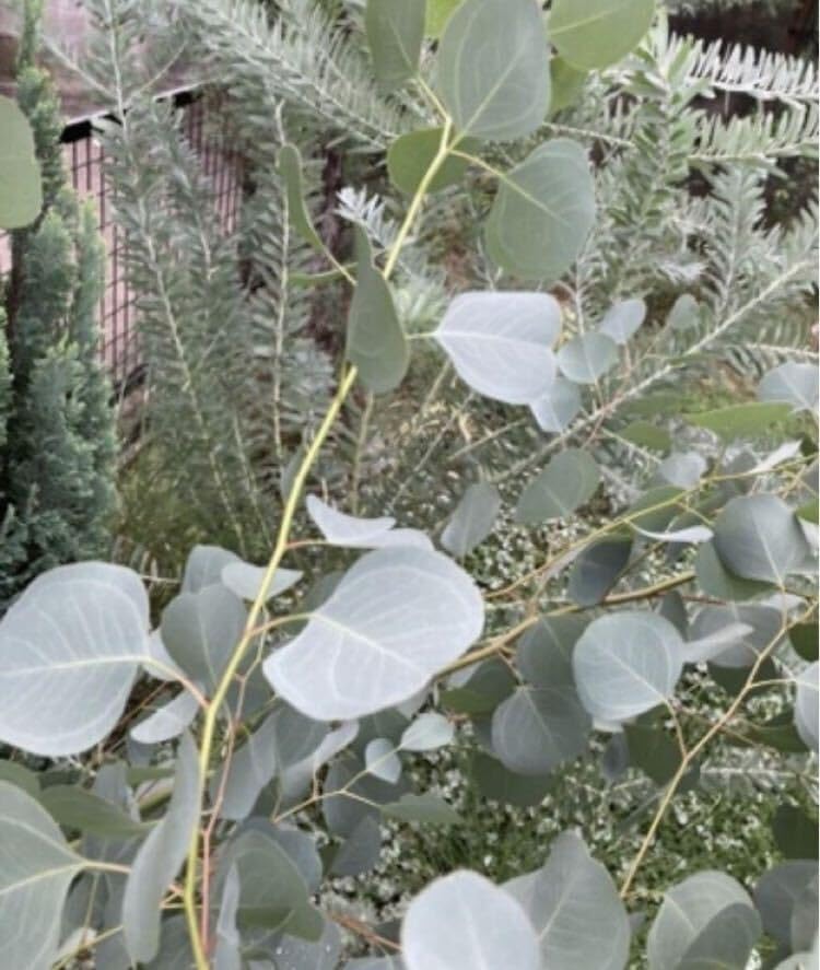 ✾ ユーカリ ポポラス ✾ フレッシュ ✾ ドライ ✾ ✾ ユーカリ ✾ ユーカリ ポポラス ✾ フレッシュ ✾ ドライ ✾ ✾ ユーカリ