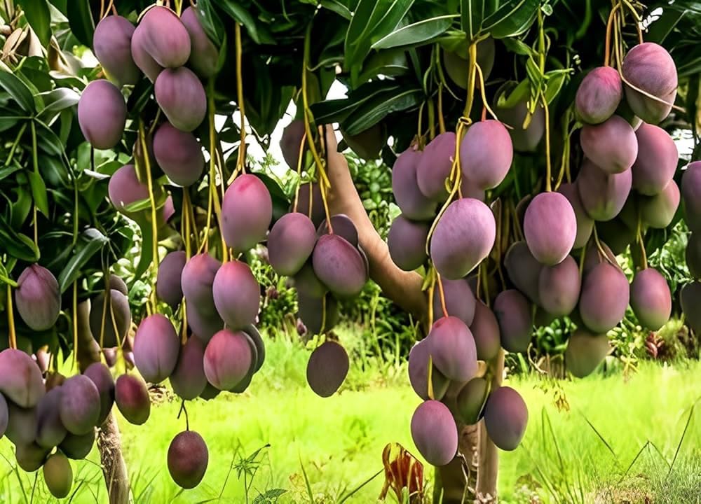 Nabat World’s Costliest Purple Japanese miyazaki mango plant original Hybrid (Height - 2-3 Feet) Miyazaki Mango Plant Original Rare Live Mango Tree Grafted Fruit Plant (B0CSWKXRBG) Amazon Price History, Amazon Price Tracker
