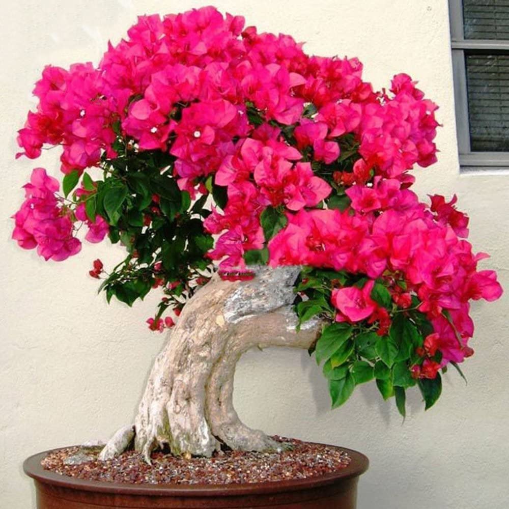 Zomoloco_Bougainvillea Plant-Bougainvillea spectabilis READ