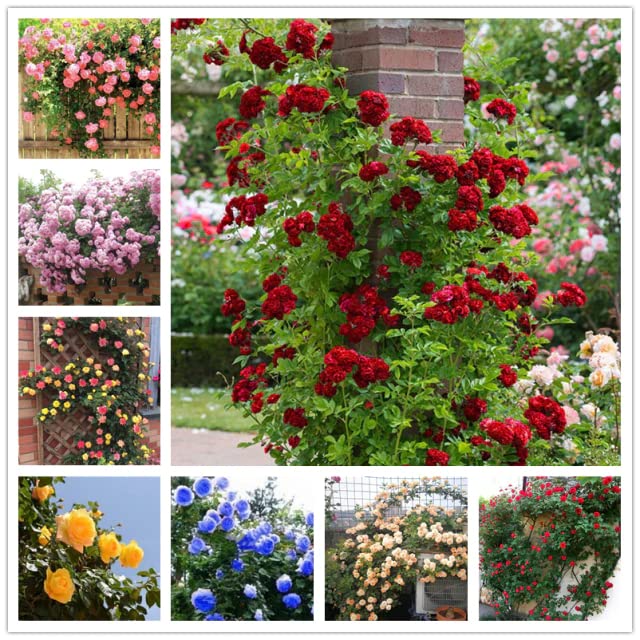 M-Tech Gardens Rare Rose " Mixed Climber " Exotic 20 Seeds for Growing (B09XJ5JGD8) Amazon Price History, Amazon Price Tracker