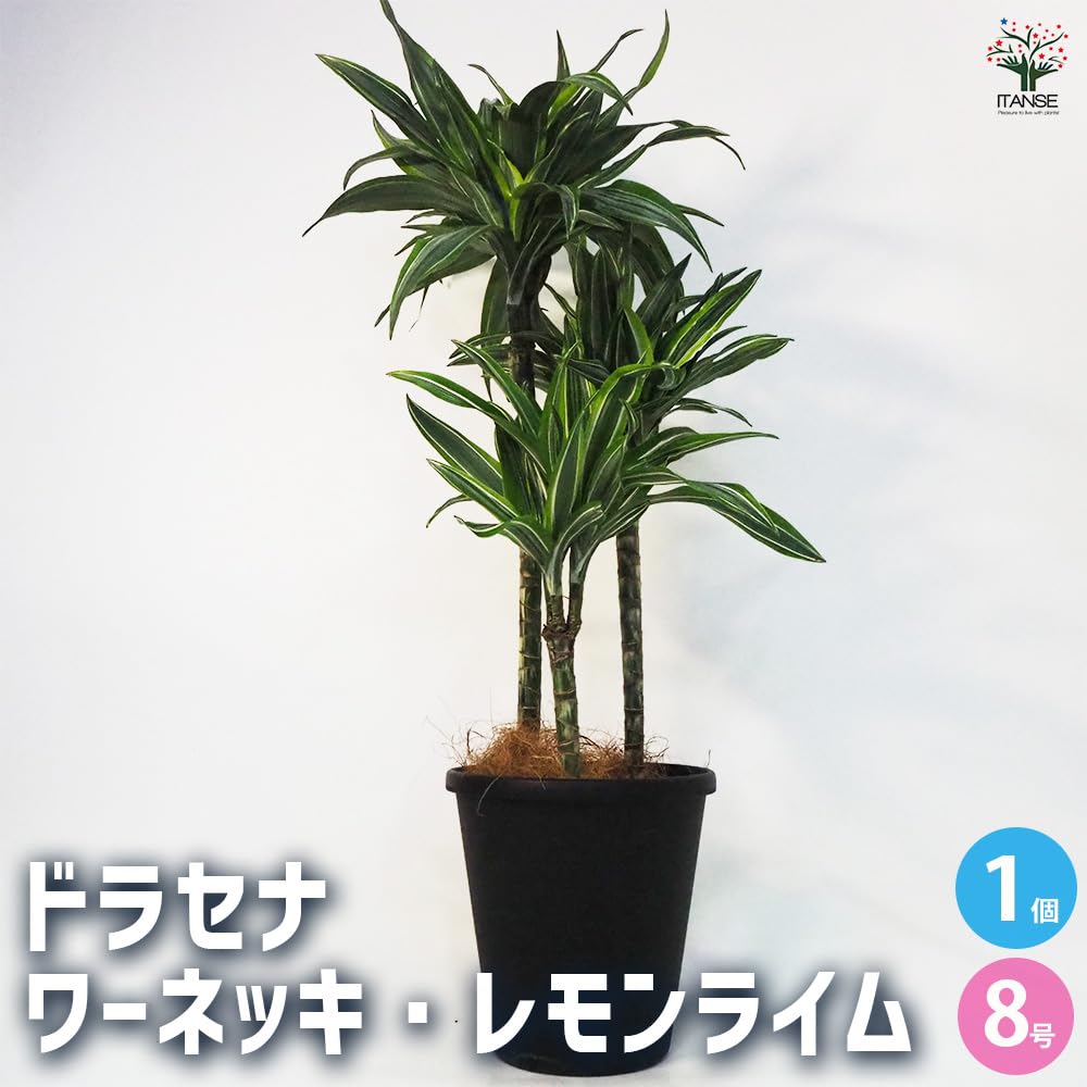 Amazon｜ITANSE ドラセナ ワーネッキー レモンライム 8号 1個