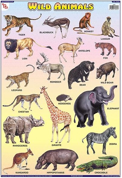 TCC01B | TEACHINGNEST Wild Animals Chart | Laminated 33x48 cm (13x19 inch) | Wall Sticking [Wall Chart] teachingnest [Wall Chart] teachingnest Wall Chart – 1 January 2020