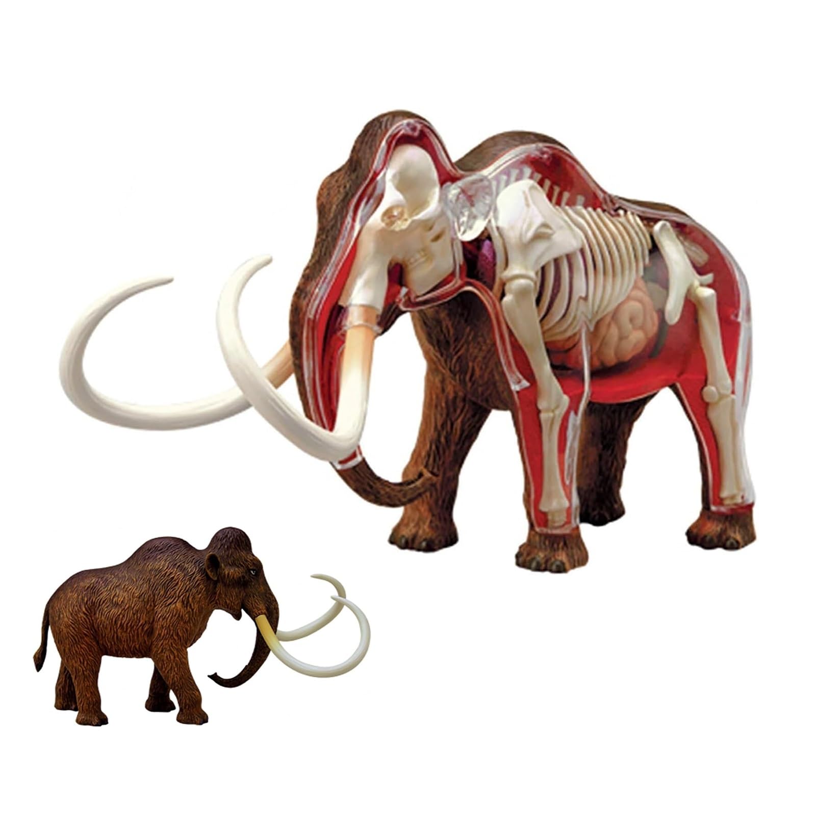 Modelo anatómico de mamut 4D, kit de 30 piezas extraíbles con órganos y partes del cuerpo, for clínica veterinaria, formación veterinaria, demostración docente escolar.