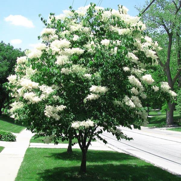 White Japanese Lilac Seeds (Extremely Fragrant) 20 Seeds Pack (B0979G3Y1G) Amazon Price History, Amazon Price Tracker