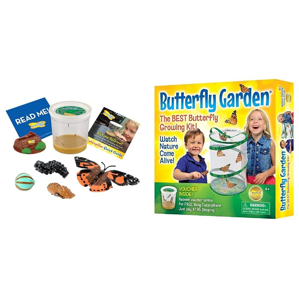 Buy Insect Lore 5 Live Caterpillars Cup of Caterpillars Butterfly Kit