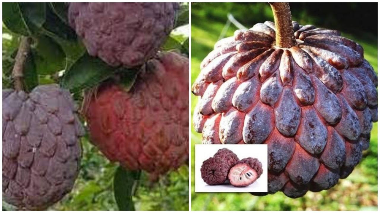 TAJ PLANT Special Sweet & Rare Red Custard Apple/Lal Aata (GRAFTED),Red Sugar Apple,Red Sitafal Fruit Healthy Plant,Fruit After 1 Year (B0D9HS28KR) Amazon Price History, Amazon Price Tracker