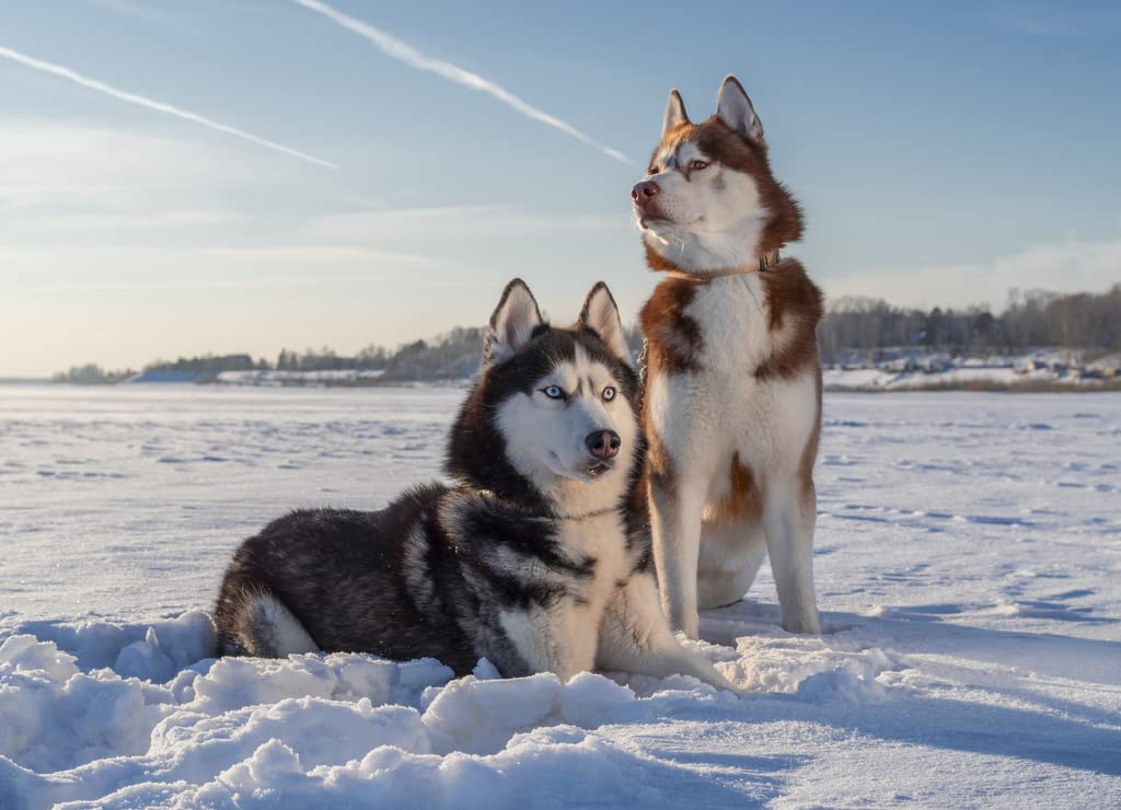 Amazon.com: Noah Jigsaw Puzzle Siberian Husky 1000 Pieces : Toys