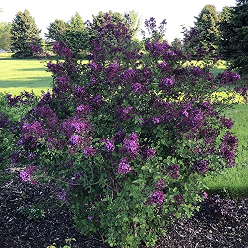 Chuxay Garden Dark Purple Lilac Seed 50 Seeds Bloomerang Lilacs Deciduous Tree Adding A Decorative Appeal Excellent Addition To Garden #TOP4