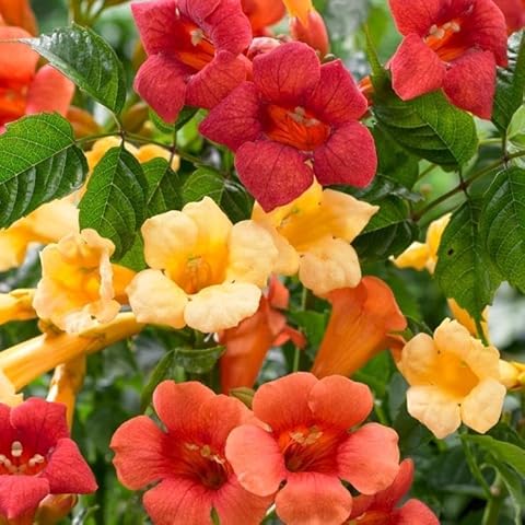 Hummingbird Trumpet Vine Seeds by Carpet Creeping Cover