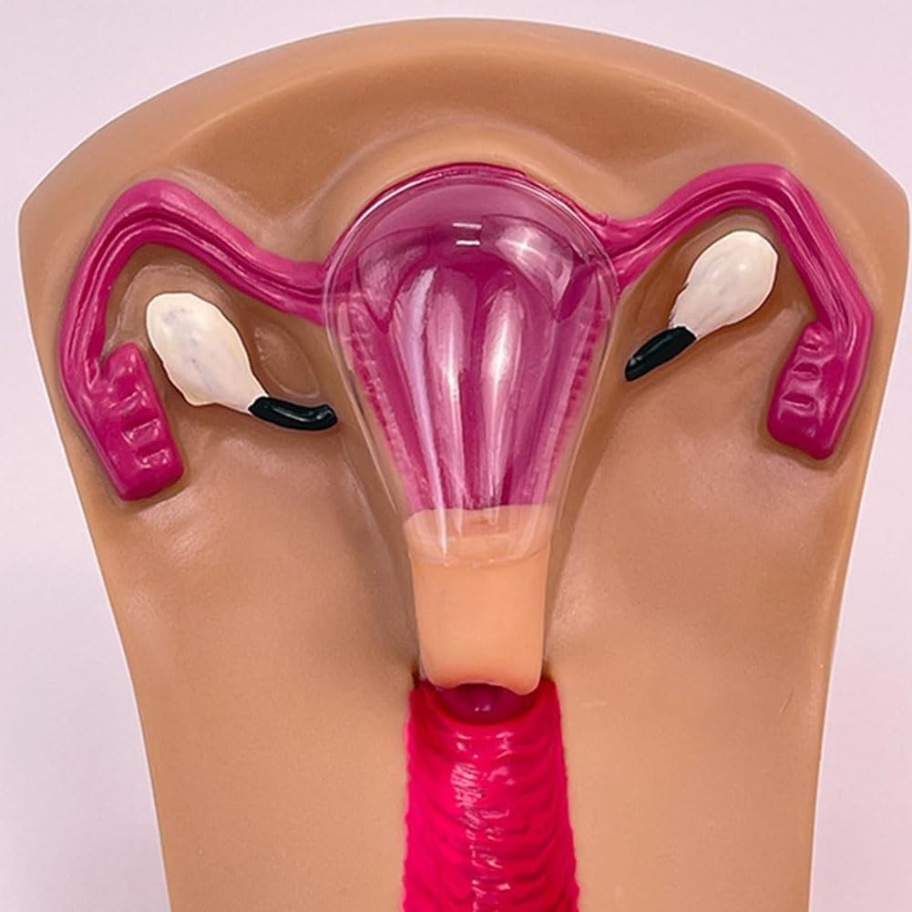 Modello di addestramento contraccettivo intrauterino, modello di dispositivo di nascita esterno, modello di guida alla contraccezione interna uterina femminile, modello di addestramento