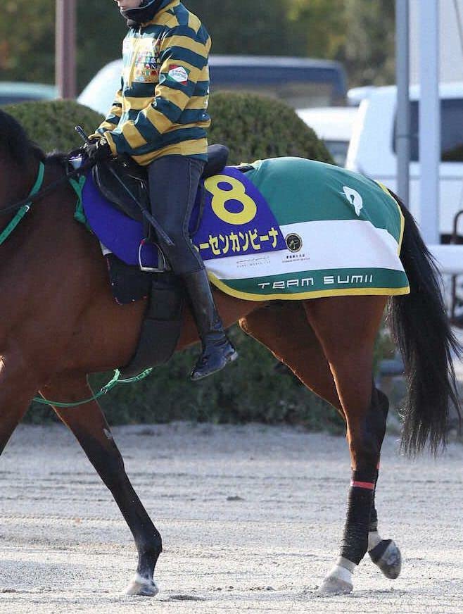 Amazon.co.jp: 競馬 JRA 角居勝彦 サインなし 角居厩舎 スタッフ 