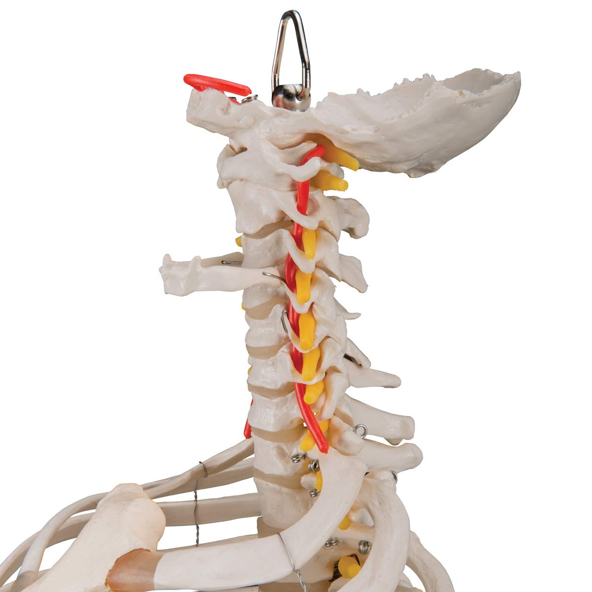 3B Scientific A56/2 Colonna Vertebrale Flessibile Classica, con Cassa Toracica e Tronchi del Femore + software gratuito di anatomia - 3B Smart Anatomy