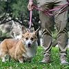Sleepypod Power Dog Leash