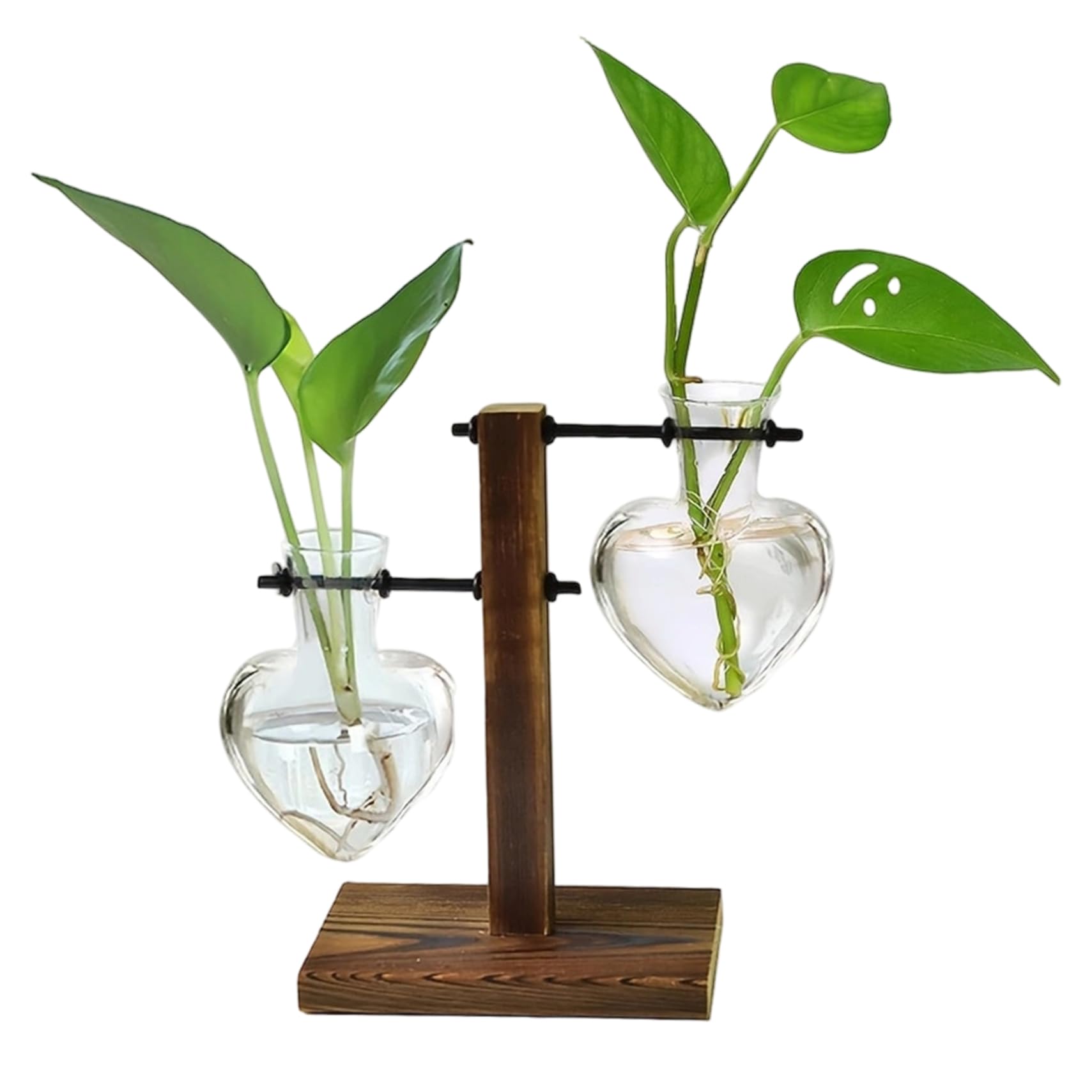 Vase cœur en verre hydroponique et station propagation pour plante