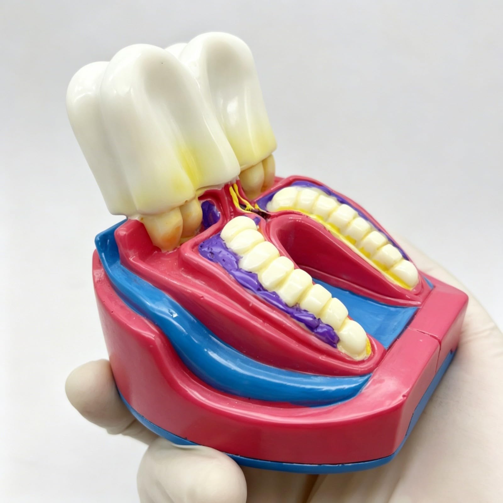 Ornamento da scrivania modello dentale, divertente decorazione artistica per studi dentistici, regalo unico per pensionamento, laurea o compleanno per uomini e donne, decorazione personalizzata per