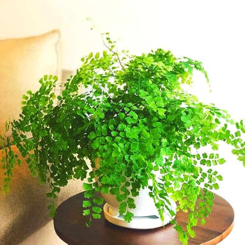 Fern Plant Pot, Maidenhair Fern Plant Live, 3.5 Inc Potted, Live Fern Plant, Fern Plant Live (Maidenhair Fern)