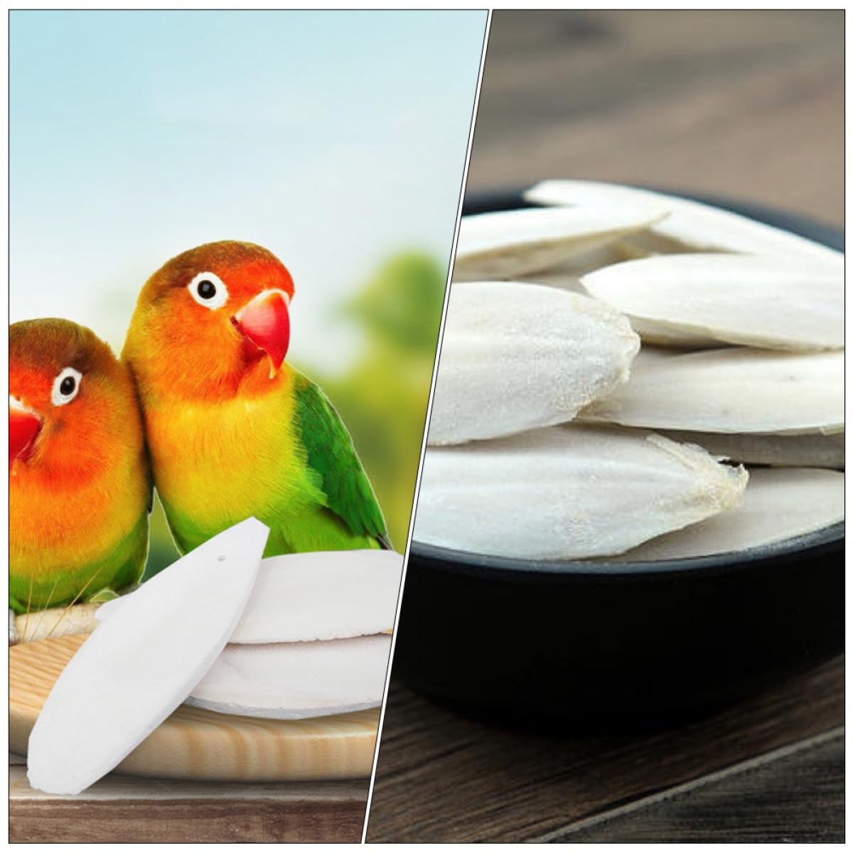 Mipcase 36sätze Teiliges Aus Tintenfischknochen Für Nagetiere Und Vögel Kauspielzeug Für Hamster Kaninchen Meerschweinchen Und Andere Kleintiere Zur Zahn Und Kieferpflege