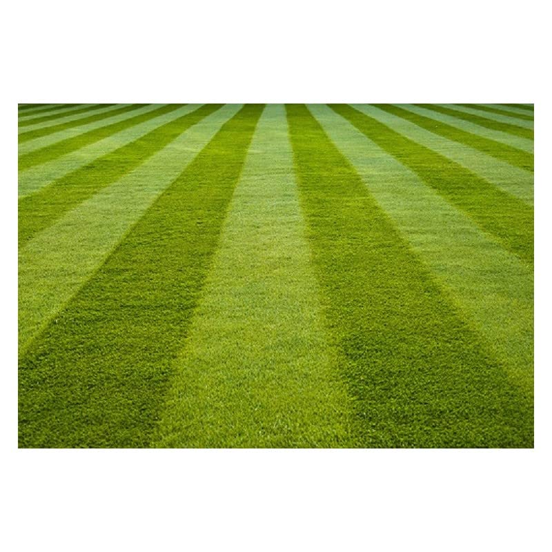 Mexican grass seeds for lawn 5000 seeds (B0BNCGZ2WK) Amazon Price History, Amazon Price Tracker