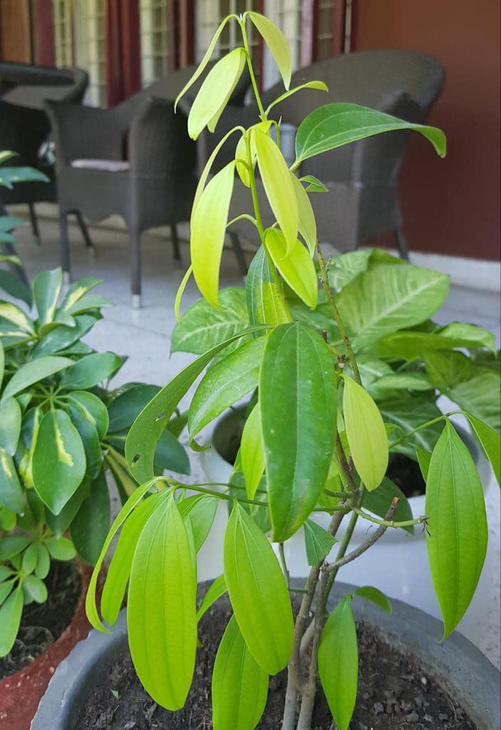Bay Leaf Plant (B0CNXHC4L6) Amazon Price History, Amazon Price Tracker