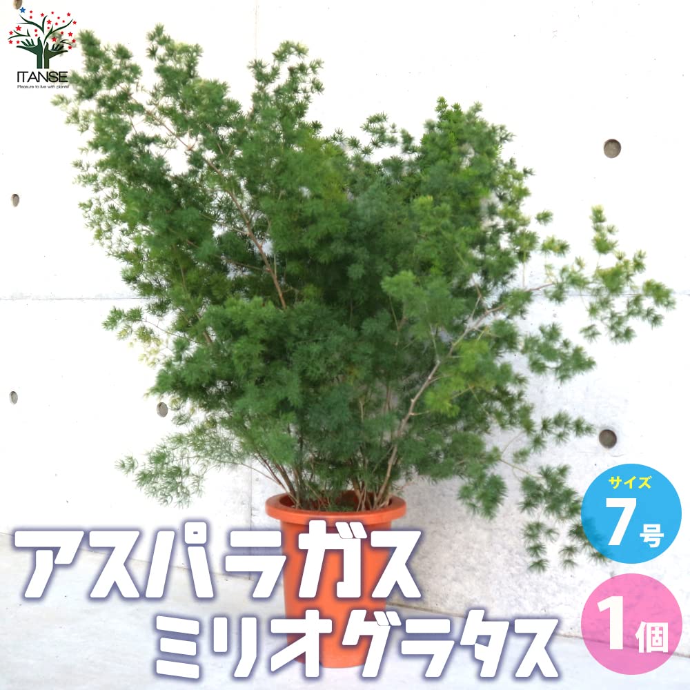 Amazon｜アスパラガス・ミリオグラタス 7号鉢【品種で選べる観葉植物/1